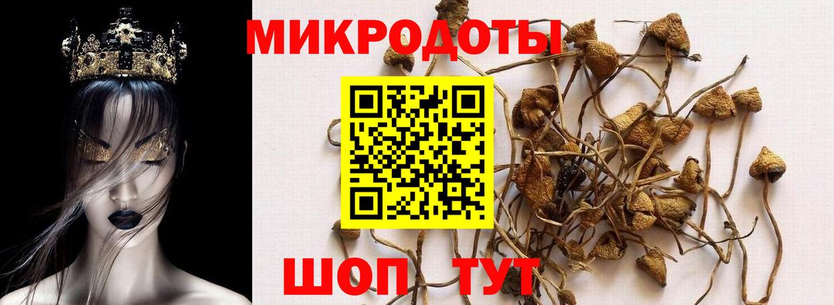 Тара  Галлюциногенные грибы мицелий  купить закладку  Вход с VPN  Галлюциногенные грибы Psilocybe 