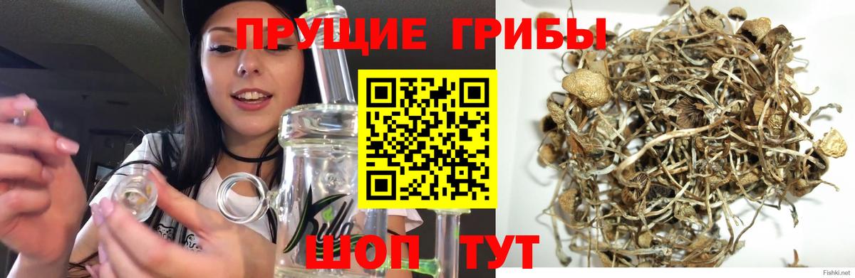Псилоцибиновые грибы Psilocybe Тара